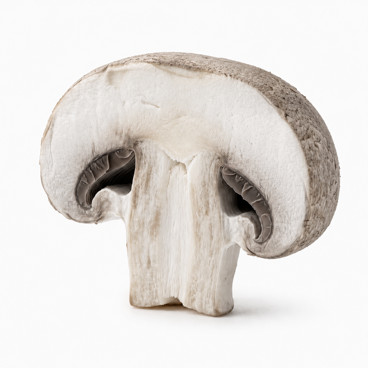 cremini mushroom underside macro texture